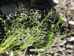 Silvery Hair-grass plant