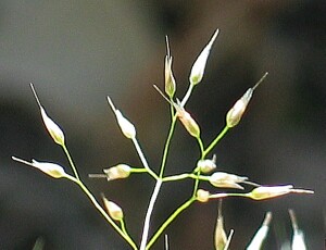Silvery Hair-grass spikelets