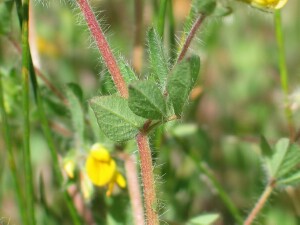 Stem and leaf of Hairy Bird's-foot Trefoil