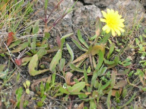 Redden leaves of Hairy Hawkbit in response to dry and moderately saline conditions