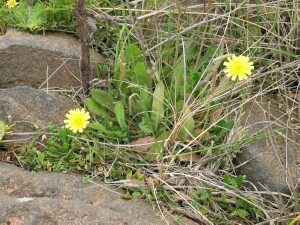 Hairy Hawkbit plant growing in rock crevice with Buck's-horn Plaintain, Creeping Brookweed and Swamp weed