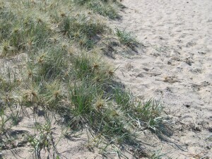 Female Hairy Spinifex plants creeping across a sand dune