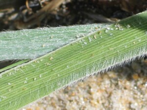 Lower leaf surface of Hairy Spinifex