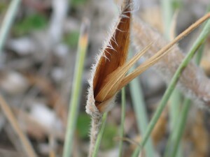 Bract subtending male flower-spike of Hairy Spinifex