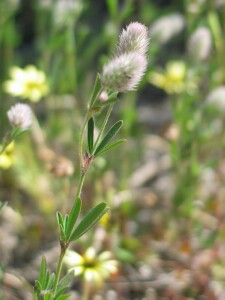 Leaves and flowers of Hare's-foot Clover