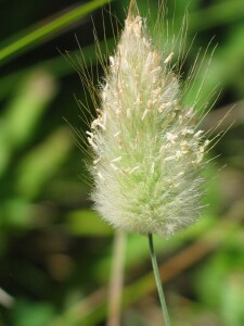 Flower-head of Hare's-tail Grass with exserted anthers