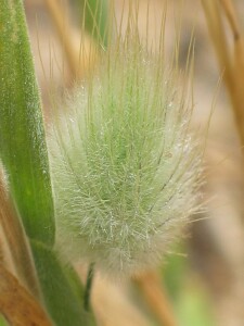 Leaf and flower-head of Hare's-tail Grass