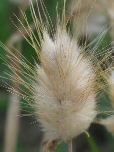 Mature flower-head of Hare's-tail Grass 