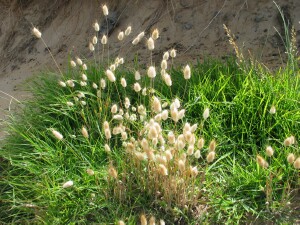 Hare's-tail Grass plants