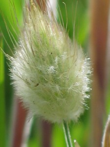 Young flower-head of Hare's-tail Grass 