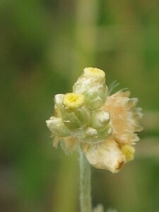 Flower-heads of Jersey Cudweed