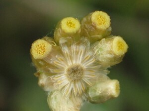 Jersey Cudweed flower-heads