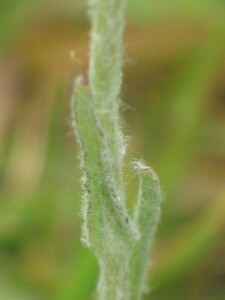 Leaves and stem of Jersey Cudweed
