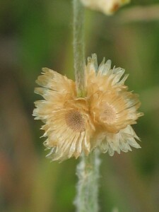 Mature flower-head of Jersey Cudweed