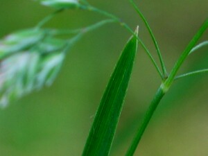 Leaf tip of Kentucky Blue-grass
