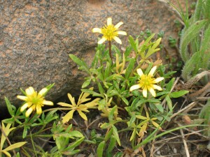 Leaves and flowers of Large River Buttercup