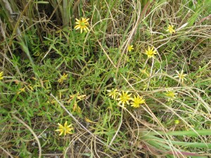 Plants of Large River Buttercup