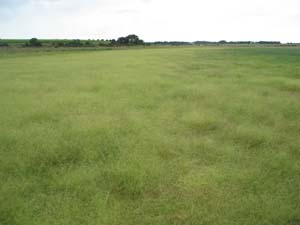 Lax Saltmarsh Grass