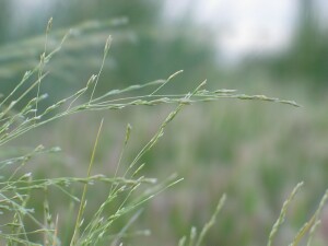 Lax Saltmarsh Grass - spikelets