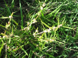 Lesser Joyweed plant