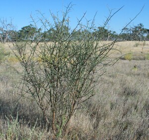 Young Lignum bush
