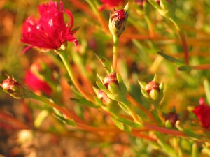 Little Noon-flower - red flower