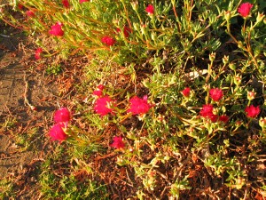 Little Noon-flower - red flowering buds
