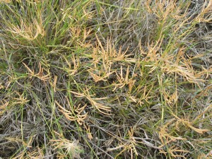 Mature plants of Mallee Love-grass