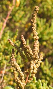 Marsh Saltbush female flower