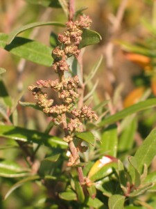 Marsh Saltbush - male flower