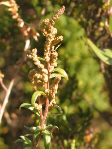 Marsh Saltbush - male flower