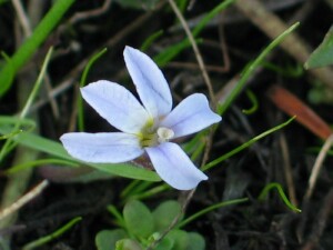 Matted Pratia flower