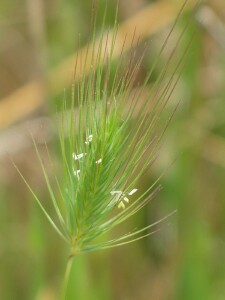 Mediterranean Barley-grass - flower spike