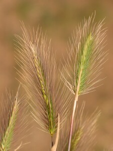 Mediterranean Barley-grass - flower spikes