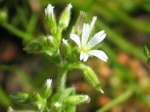 Flower and buds of Mouse-eared Chickweed
