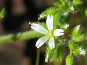 Mouse-eared Chickweed flower