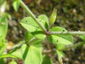 Stem and leaves of Mouse-eared Chickweed