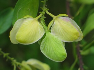 Myrtle-leaf Milkwort fruit