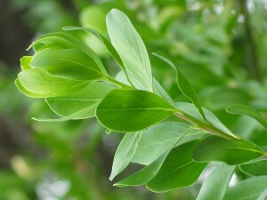 Myrtle-leaf Milkwort leaves