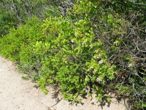 Myrtle-leaf Milkwort shrub