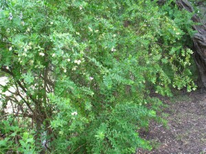 Myrtle-leaf Milkwort tree