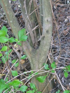 Myrtle-leaf Milkwort trunk