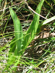 Leaves of Native Yam Daisy