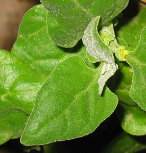 Flowers of New Zealand Spinach 