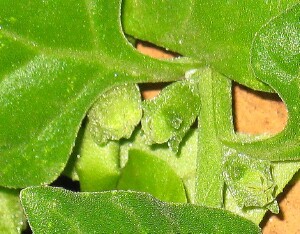 Fruit of New Zealand Spinach 
