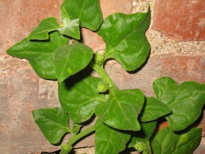 New Zealand Spinach plant