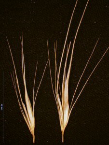 Notes on spikelets - comparison between Nothern and Barley-grass