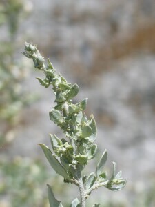 Old-man Saltbush female flower spike