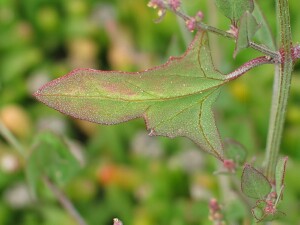 Hastate leaf of Orache