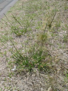 Parramatta Grass plant